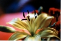 1994 Blume 2